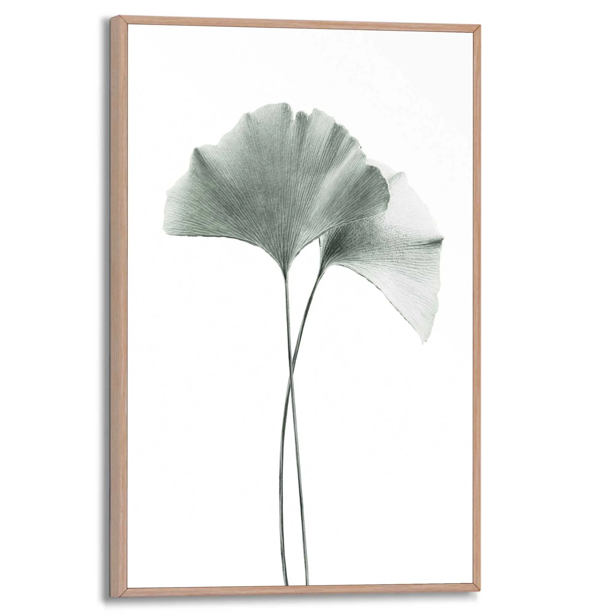 Bild GINKGO 614321
